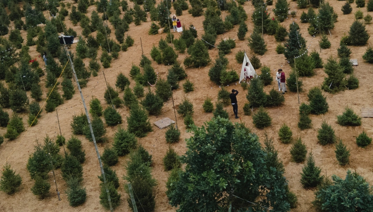 Thông Noel Mộc Châu Hero