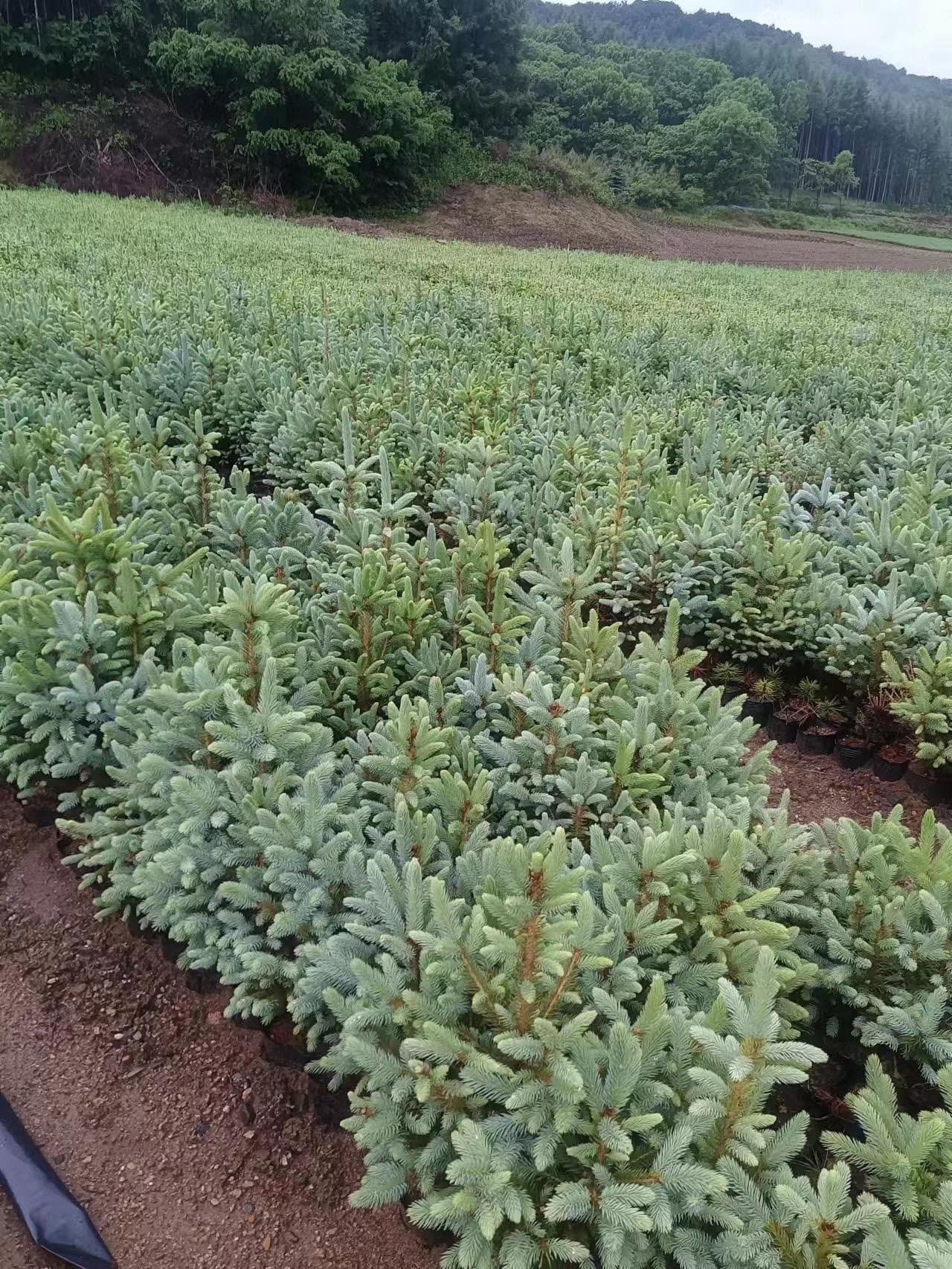 Thông Noel Mộc Châu Hero