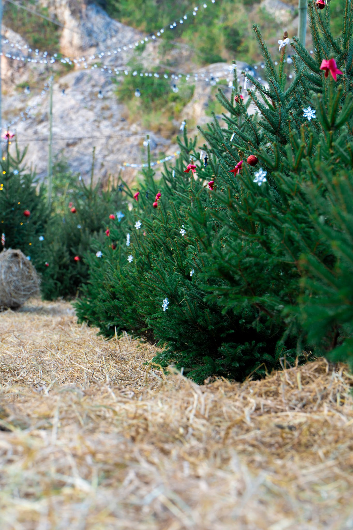 Thông Noel Mộc Châu Hero