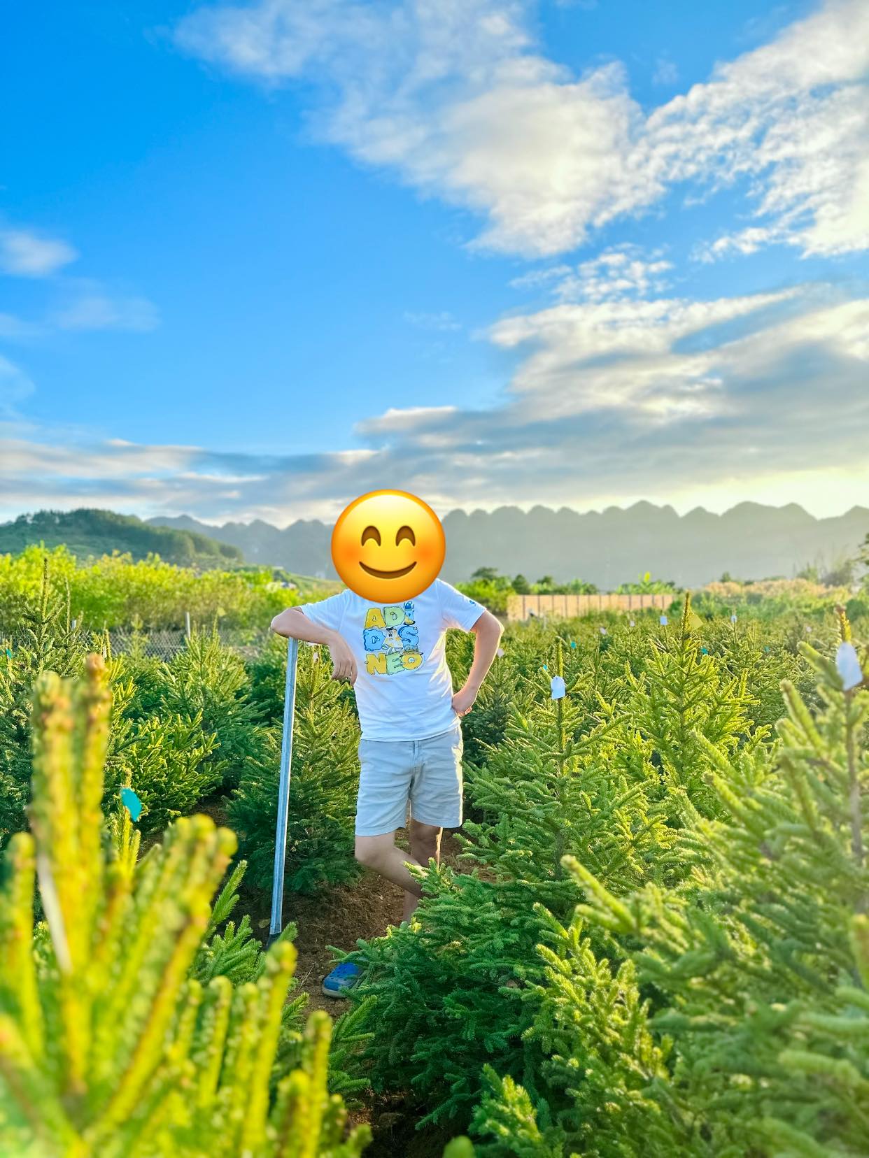 Thông Noel Mộc Châu Hero