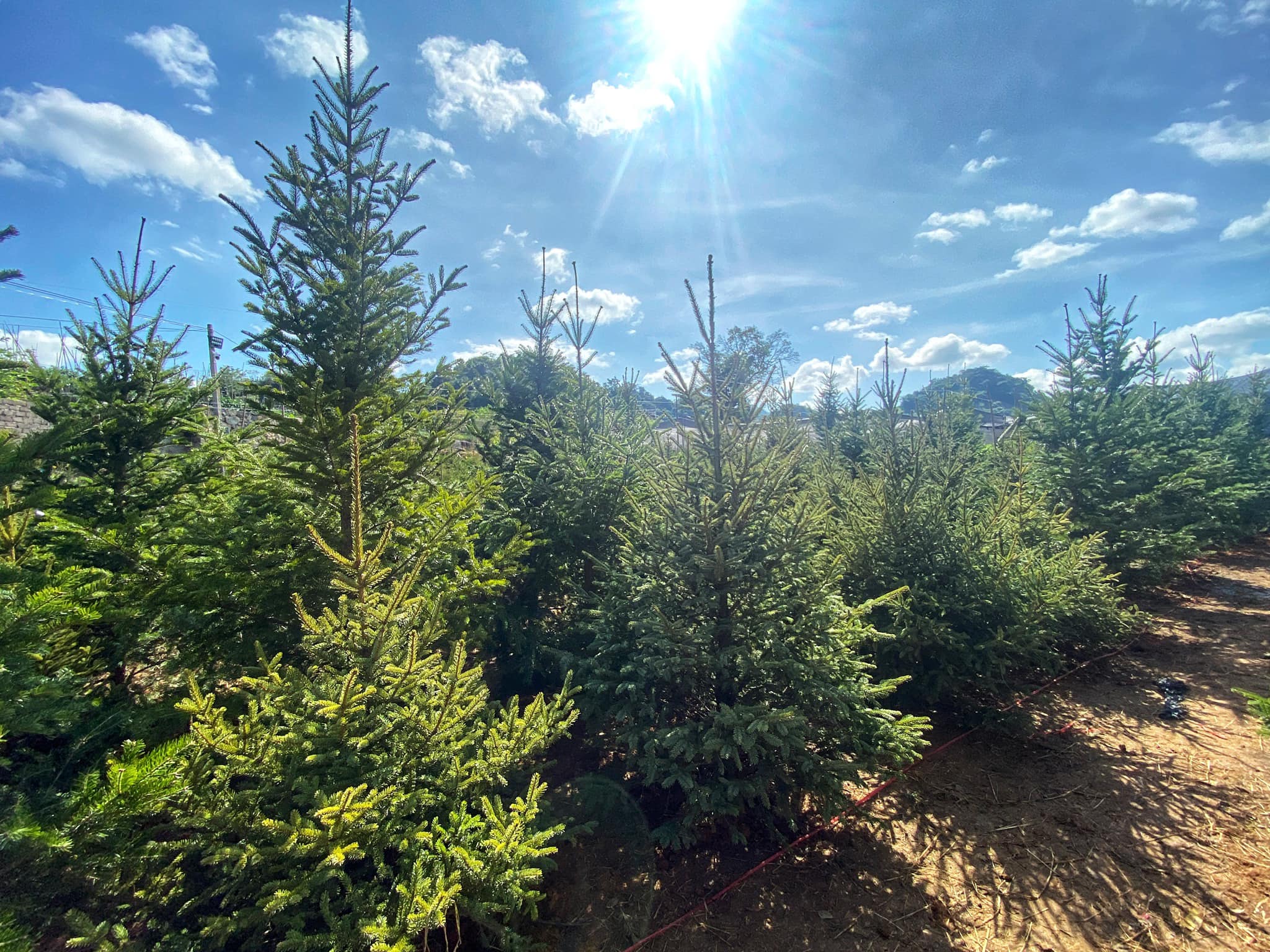 Thông Noel Mộc Châu Hero